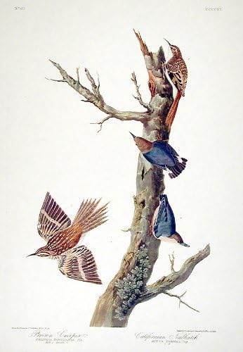 Кафяви лиана, калифорния поползень. От Птиците на Америка (Амстердамское издание)