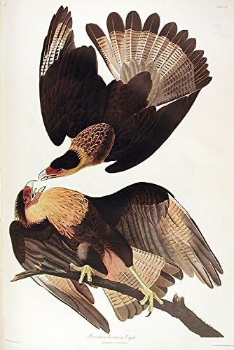 Бразилски орел Каракара. От Птиците на Америка (Амстердамское издание)